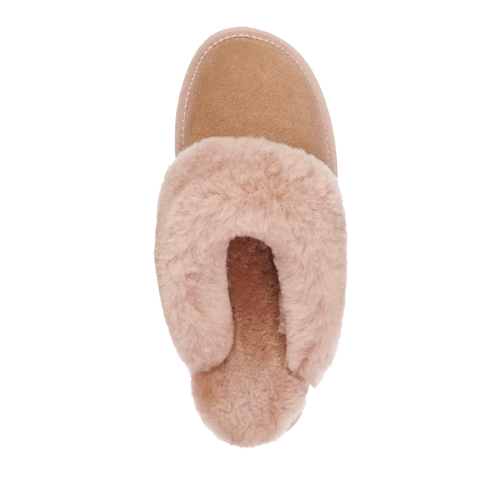 Jolie Camel
