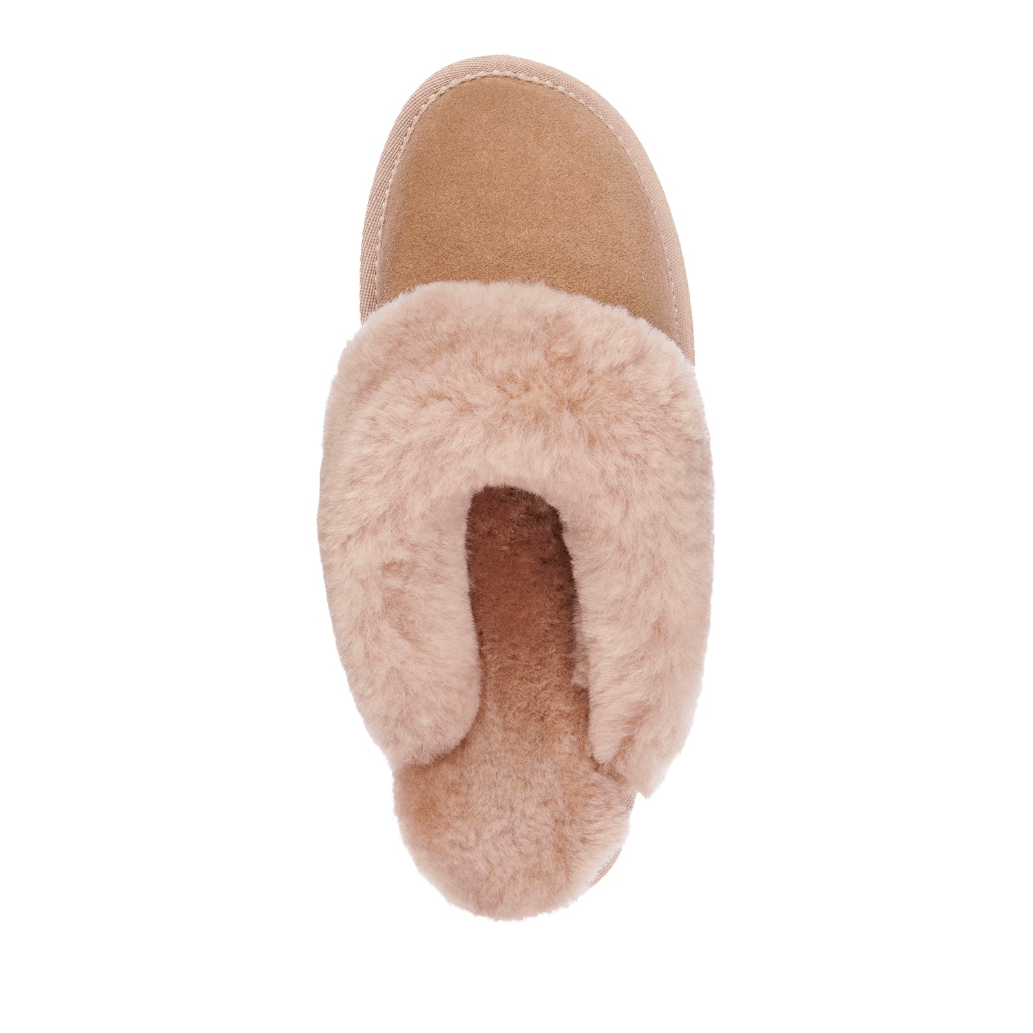 Jolie Camel